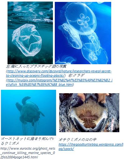 2　ウミガメの危機-3